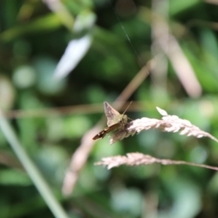 Dispar compacta at Tidbinbilla Nature Reserve - 7 Feb 2024