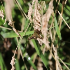 Dispar compacta at Tidbinbilla Nature Reserve - 7 Feb 2024