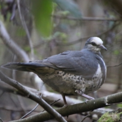 Leucosarcia melanoleuca (Wonga Pigeon) at Jedbinbilla - 9 Feb 2024 by Csteele4