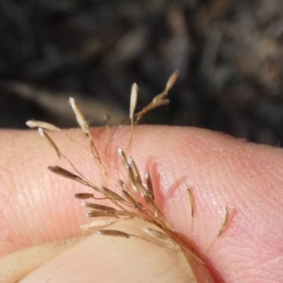 Dichelachne sp. (Plume Grasses) at QPRC LGA - 9 Feb 2024 by Paul4K