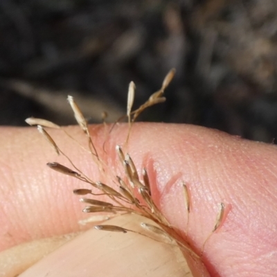 Dichelachne (genus) (Plume Grasses) at Bicentennial Park - 10 Feb 2024 by Paul4K