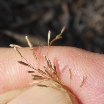 Dichelachne sp. (Plume Grasses) at Bicentennial Park - 9 Feb 2024 by Paul4K