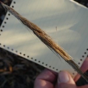 Dichelachne sp. at Bicentennial Park - 10 Feb 2024