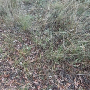 Dichelachne sp. at Bicentennial Park - 10 Feb 2024