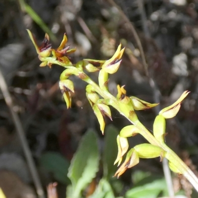 Corunastylis clivicola (Rufous midge orchid) at QPRC LGA - 9 Feb 2024 by Paul4K