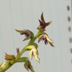 Corunastylis clivicola at Bicentennial Park - suppressed