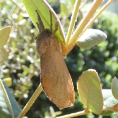 Elhamma australasiae (A Swift or Ghost moth (Hepialidae)) at QPRC LGA - 9 Feb 2024 by Paul4K