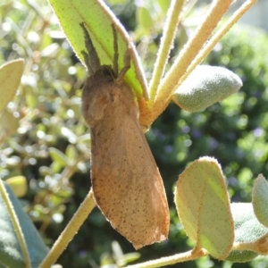 Elhamma australasiae at QPRC LGA - suppressed