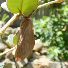 Elhamma australasiae at QPRC LGA - suppressed