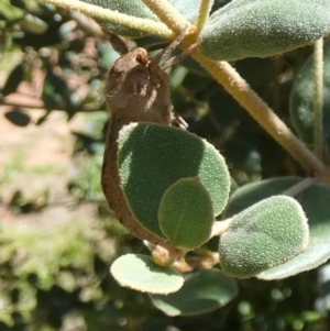 Elhamma australasiae at QPRC LGA - suppressed