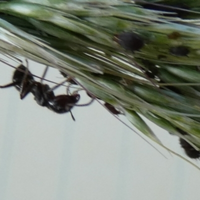 Notoncus sp. (genus) (A Notoncus ant) at QPRC LGA - 9 Feb 2024 by Paul4K