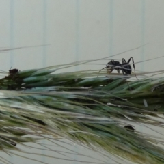 Notoncus sp. (genus) at Bicentennial Park - 10 Feb 2024