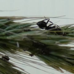 Notoncus sp. (genus) at Bicentennial Park - 10 Feb 2024 06:54 AM