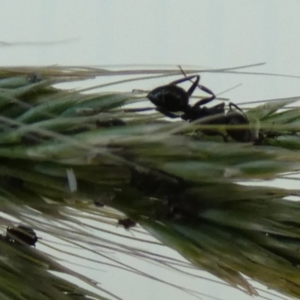 Notoncus sp. (genus) at Bicentennial Park - 10 Feb 2024 06:54 AM