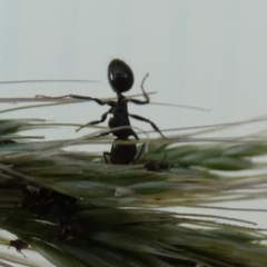 Notoncus sp. (genus) at Bicentennial Park - 10 Feb 2024 06:54 AM