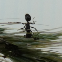 Notoncus sp. (genus) at Bicentennial Park - 10 Feb 2024