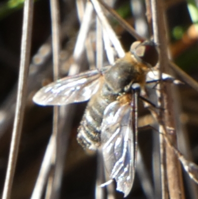 Villa sp. (genus) (Unidentified Villa bee fly) at QPRC LGA - 10 Feb 2024 by Paul4K