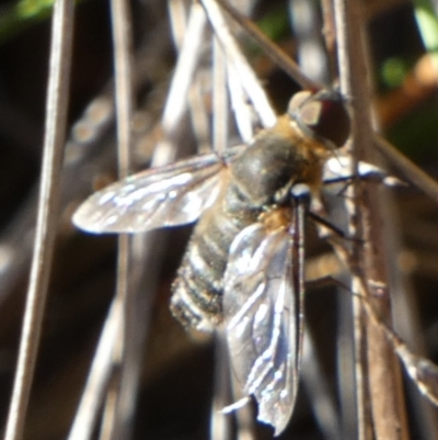 Villa sp. (genus) (Unidentified Villa bee fly) at QPRC LGA - 9 Feb 2024 by Paul4K