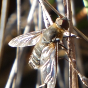 Villa sp. (genus) at QPRC LGA - 10 Feb 2024