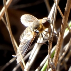 Villa sp. (genus) at QPRC LGA - 10 Feb 2024