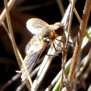 Villa sp. (genus) at QPRC LGA - 10 Feb 2024