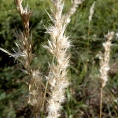 Rytidosperma fulvum (Wallaby Grass) at QPRC LGA - 9 Feb 2024 by Paul4K