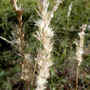 Rytidosperma fulvum at Bicentennial Park - 9 Feb 2024 07:54 AM