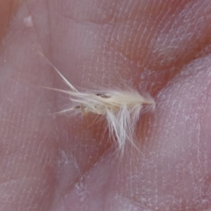 Rytidosperma fulvum at Bicentennial Park - 9 Feb 2024