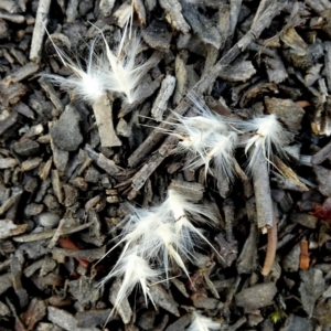 Rytidosperma fulvum at Bicentennial Park - 9 Feb 2024