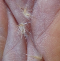 Rytidosperma fulvum at Bicentennial Park - 9 Feb 2024