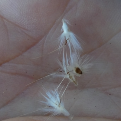 Rytidosperma laeve (Bare-backed Wallaby Grass) at Queanbeyan West, NSW - 8 Feb 2024 by Paul4K