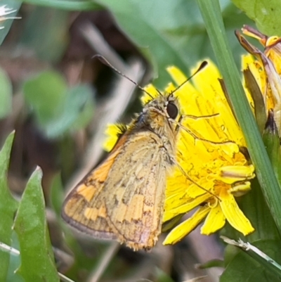 Ocybadistes walkeri (Green Grass-dart) at Holt, ACT - 10 Feb 2024 by JimL