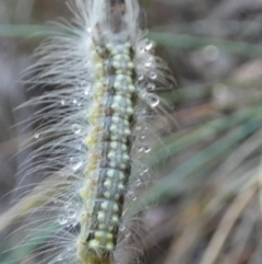 Uraba lugens (Gumleaf Skeletonizer) at QPRC LGA - 9 Feb 2024 by Paul4K