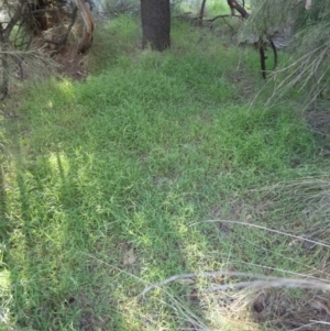 Microlaena stipoides at Bicentennial Park - 10 Feb 2024
