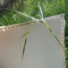 Microlaena stipoides at Bicentennial Park - 10 Feb 2024 07:09 AM