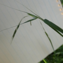 Microlaena stipoides at Bicentennial Park - 10 Feb 2024 07:09 AM