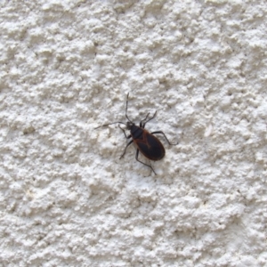 Dindymus sp. (genus) at Lyons, ACT - 23 Nov 2014 12:54 PM