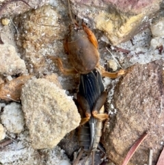 Gryllotalpa sp. (genus) (Mole Cricket) at Mittagong - 7 Feb 2024 by GlossyGal