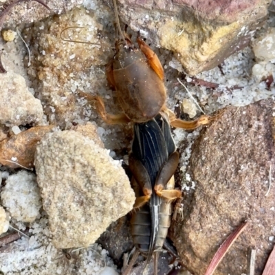 Gryllotalpa sp. (genus) (Mole Cricket) at Mittagong - 7 Feb 2024 by GlossyGal