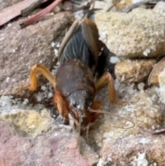 Gryllotalpa sp. (genus) at Wingecarribee Local Government Area - 8 Feb 2024