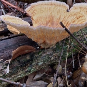 Cymatoderma elegans at Bellingen, NSW - 8 Feb 2024