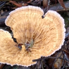 Cymatoderma elegans at Bellingen, NSW - 8 Feb 2024