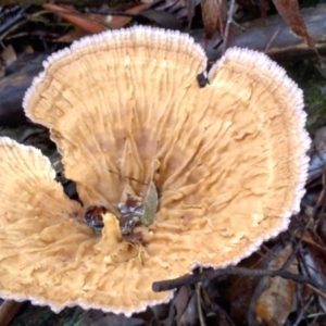 Cymatoderma elegans at Bellingen, NSW - 8 Feb 2024