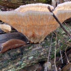 Cymatoderma elegans at Bellingen, NSW - 8 Feb 2024