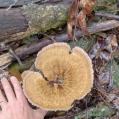 Cymatoderma elegans at Bellingen, NSW - 8 Feb 2024