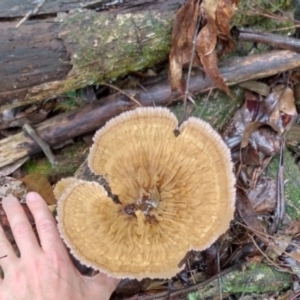 Cymatoderma elegans at Bellingen, NSW - 8 Feb 2024