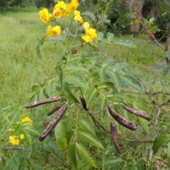 Senna septemtrionalis (Winter Senna, Arsenuc Bush) at Yatteyattah Nature Reserve - 8 Feb 2024 by plants