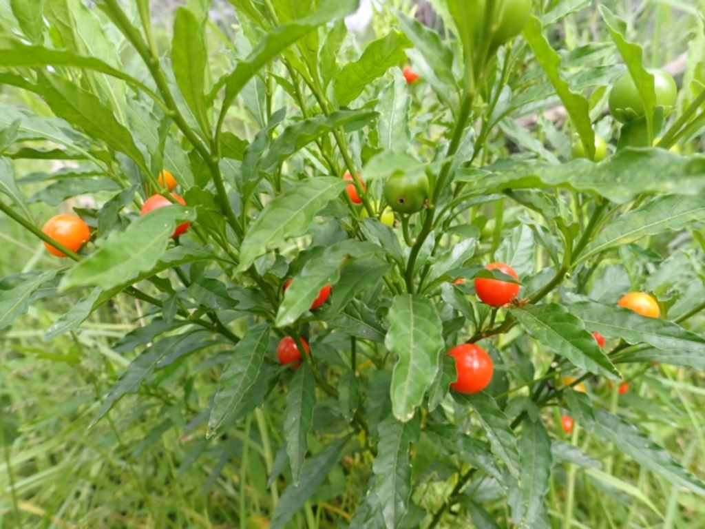 Solanum pseudocapsicum at Yatteyattah Nature Reserve - 9 Feb 2024