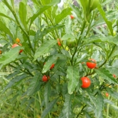 Solanum pseudocapsicum (Jerusalem Cherry, Madeira Cherry) at Yatteyattah Nature Reserve - 8 Feb 2024 by plants