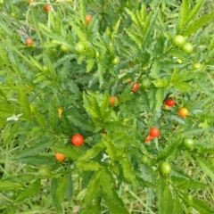 Solanum pseudocapsicum at Yatteyattah Nature Reserve - 9 Feb 2024 09:50 AM